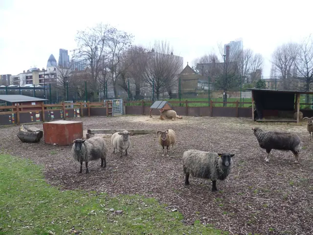 Voyage scolaire durable à Londres : moutons dans l'enclos de la ferme urbaine, immeubles de la ville en arrière-plan